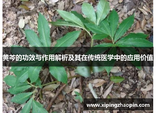 黄芩的功效与作用解析及其在传统医学中的应用价值